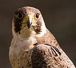 BB 08 0047 / Falco peregrinus / Vandrefalk